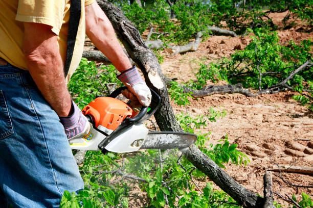 The Steps Involved in Our Tree Care Process in Cheraw, SC